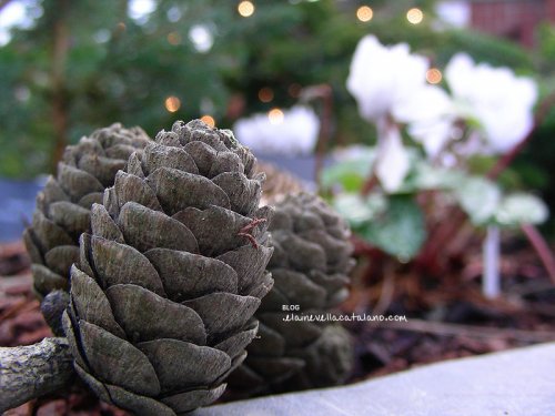 Flower photography
