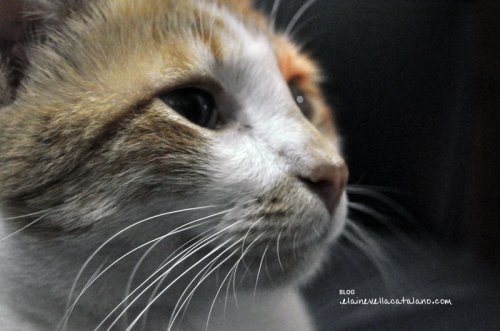 Animal photography
