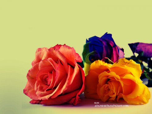 Flower photos
