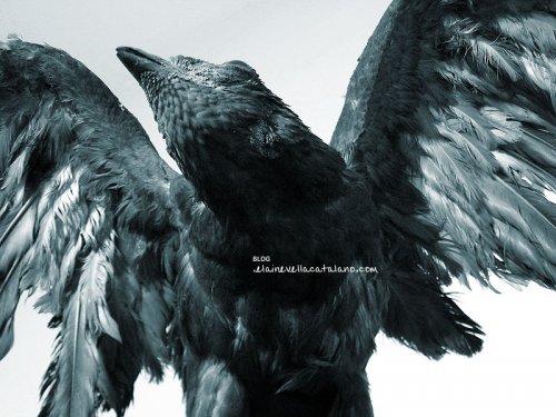 Animal / Object photography