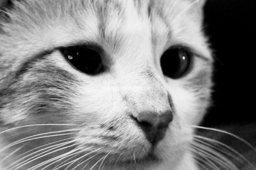 Animal Photography - Cats