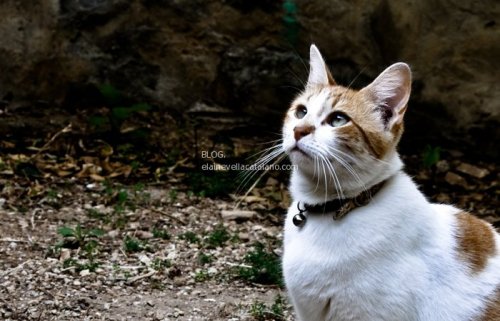 Animal Photography - Cats