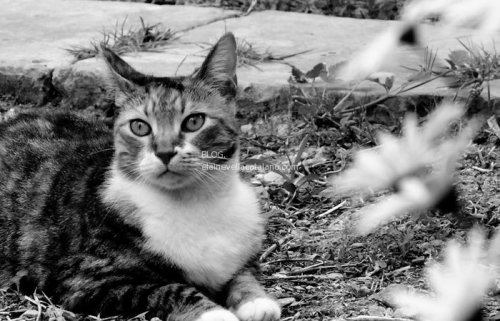 Animal Photography - Cats