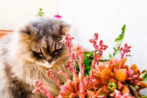 Animal Photography - Cats