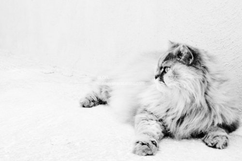 Animal Photography - Cats