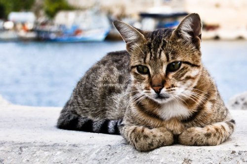 Animal Photography - Cats