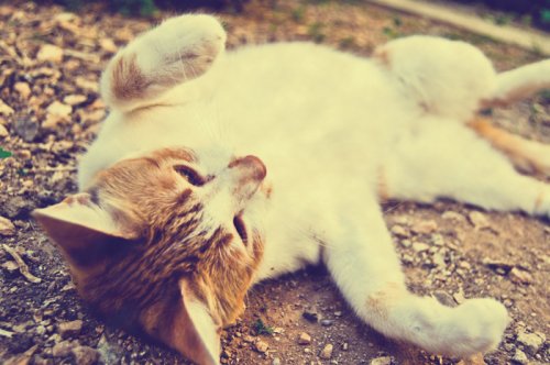 Animal Photography - Cats