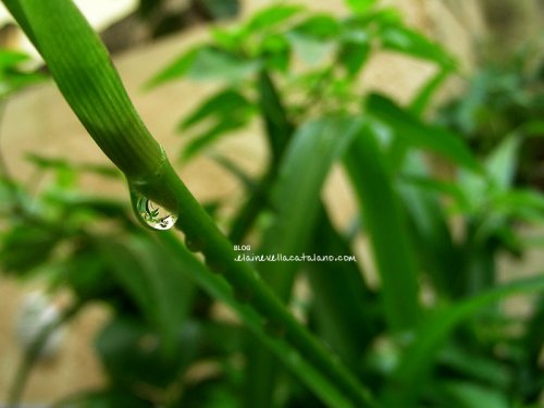 Flower photography