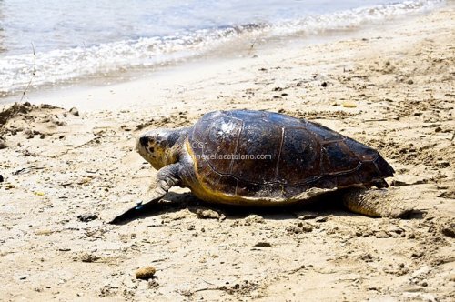 Animal photography - Turtles