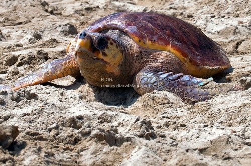 Animal photography - Turtles