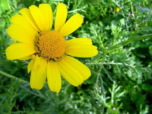 Flower photography